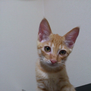 ☆大至急募集中です☆