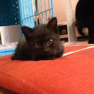 元気な黒猫ちゃんです。