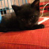元気な黒猫ちゃんです。 サムネイル5