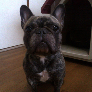 フレンチ・ブルドッグ/里親探しています。