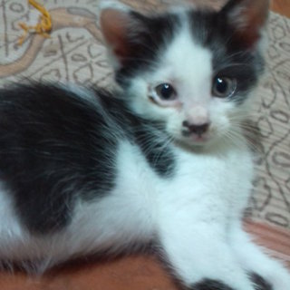 子猫２匹保護 【オス・白黒】