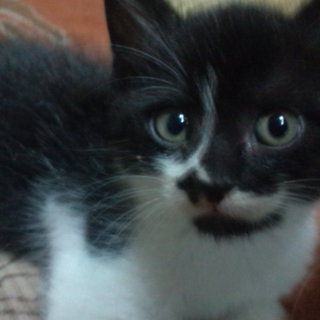 子猫２匹保護 【メス・黒白】