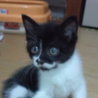 子猫２匹保護 【メス・黒白】 サムネイル2