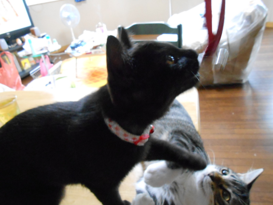 小熊っぽい女の仔」福島県 - 猫の里親募集(5846) :: ペットのおうち