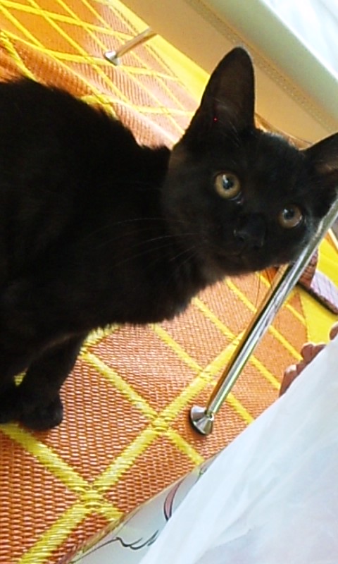 小熊っぽい女の仔」福島県 - 猫の里親募集(5846) :: ペットのおうち 