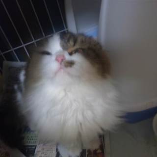 スコティッシュ耳折のロングヘアー里親急募