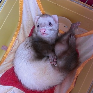 フェレット ２歳