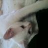 生後二ヶ月　白子猫メス　美女 サムネイル3