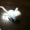 生後二ヶ月　白子猫メス　美女 サムネイル2