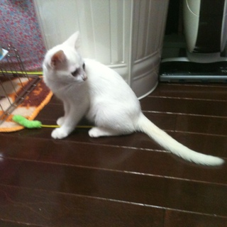 生後二ヶ月　白子猫メス　美女