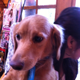 威風堂々・無駄吠えなし・落ち着いた若いダックス