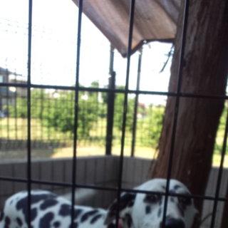 ダルメシアンのメス