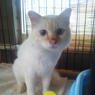 函館市より猫の里親様募集中