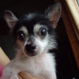 可愛いおじいちゃんチワワです