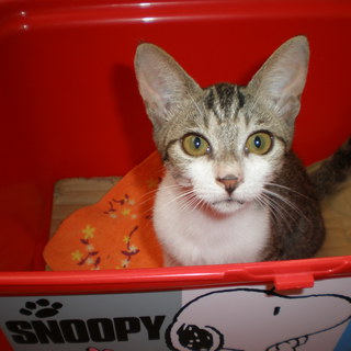 子猫をあげます！