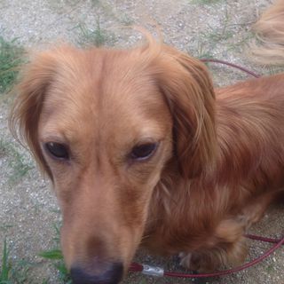 ミニチュアダックス　1才です