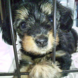 ﾀﾞｯｸｽ×ﾖｰｸｼｬｰの赤ちゃんです。