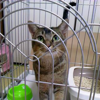 優しい飼い主様急募