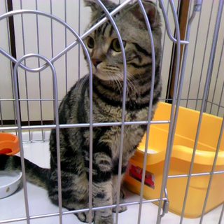 お願いします。