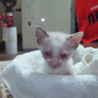 白い子猫＠急募です。