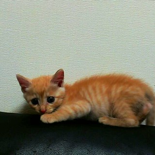 仔猫(約１ヶ月)茶トラ