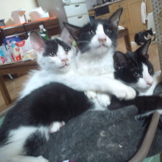 生まれてきた子猫たちを大切に育ててあげてください