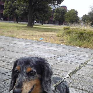 ミニチュアダックス里親募集