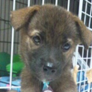 七夕姉妹　　ユウ