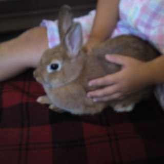 ネザーランドドワープ　オレンジの女の子の里親さん決定しました。ありがとうございました！！