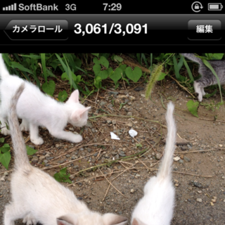 子猫の里親を募集しています