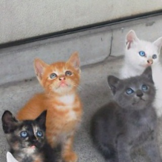 白い子猫の里親募集