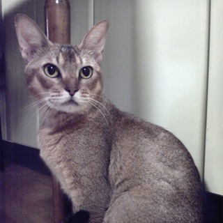 おそらくアビシニアン（ルディ）♂