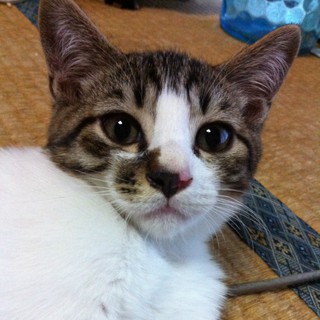 マイペース猫ちゃん