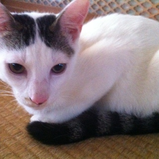 やんちゃな男の子