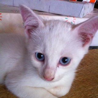 ブルーアイ男の子♂