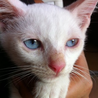 ブルーアイ男の子♂