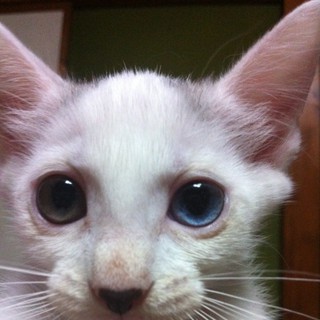 臆病な女の子♀