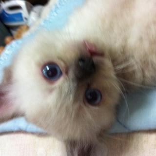 青い目ふわもふ　MIX猫