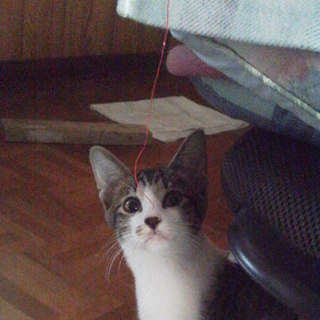 かわいがってください