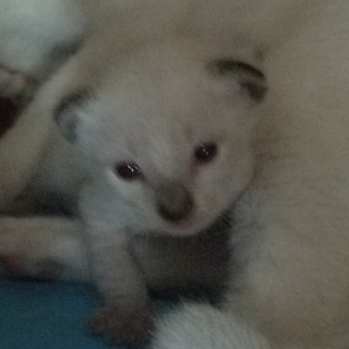 優しい里親様のおうちへ行くことになりました。ありがとうございました！