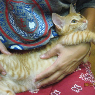 超かわ！茶トラ2ヶ月