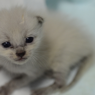 生まれて数日！子猫の里親募集