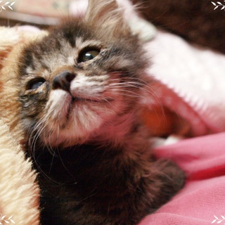 フミフミ　ふわふわの男の子