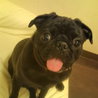 パグです。 サムネイル2
