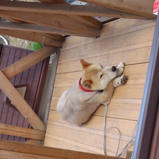 今年10才の柴犬風の雑種です