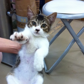 ハンサムキャット里親募集です。