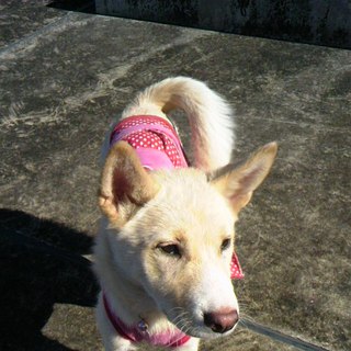 6ヶ月柴MIXさくら