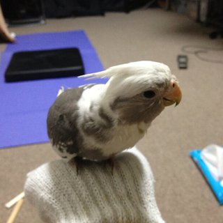 オカメインコ里親募集