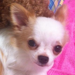 可愛くて大人しい子犬です！