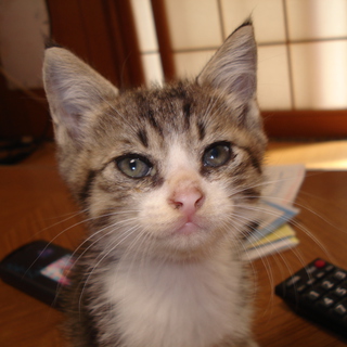 里親さん　見つかりました。